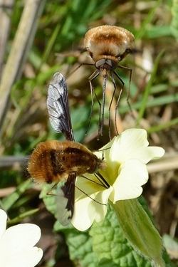 Bee fly on primrose