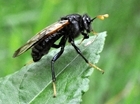 Should we be worried about insect declines?