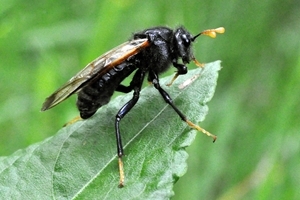 Birch sawfly