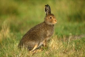 Mountain hare in summer coat