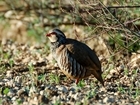Tipping the balance: The effects of released gamebirds and their management