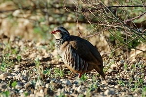 Redleg in morning sun