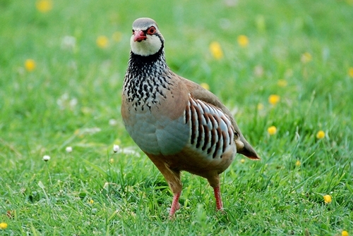 RL Partridge 1 RL Partridge 1