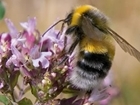 Ending neonic use entirely will negatively affect farming and wildlife: our letter to The Times
