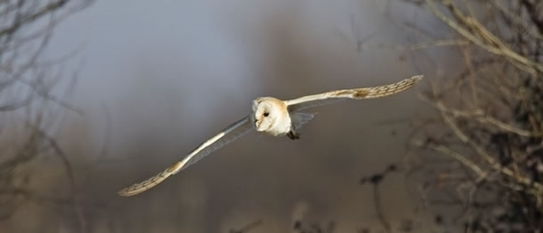 Barn Owl Barn Owl