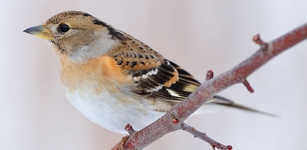 Brambling Brambling