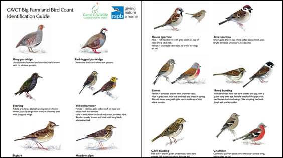 British Birds Identification Chart Wildlife Poster