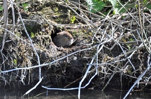 Water Vole In Hole 2