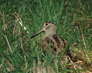 Woodcock