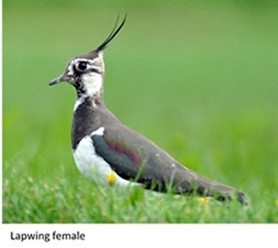 Lapwing