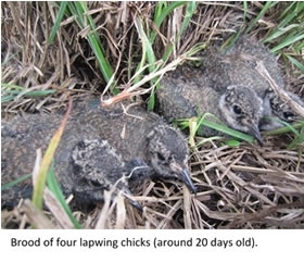 Brood