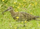 Together we can make a difference for curlew