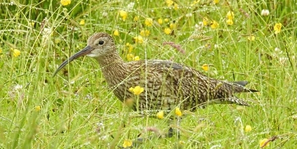 Curlew