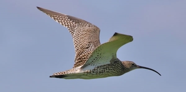 Curlew2