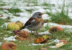 Fieldfare in snow