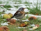 UK’s biggest ever farmland bird count shows farmers committing to conservation