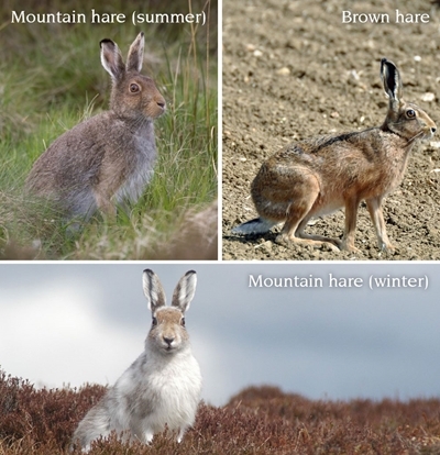 Hare identification