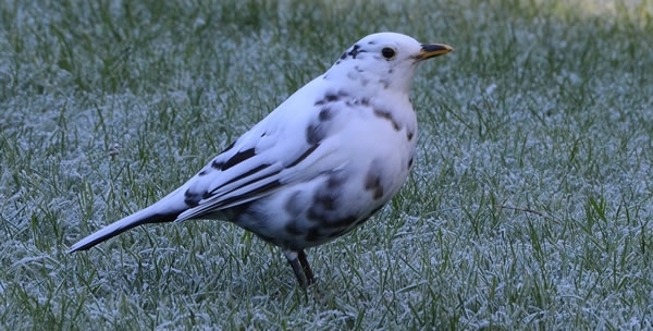 White Blackbird 33333333