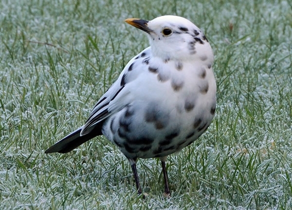 White Blackbird 2222