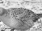 Supplying game feed of the highest standard: guest blog by Keepers Choice