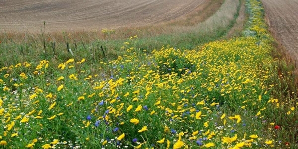 Wild -flower -field -margin -v 2 (1)