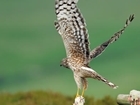 Natural England hen harrier licences - GWCT response