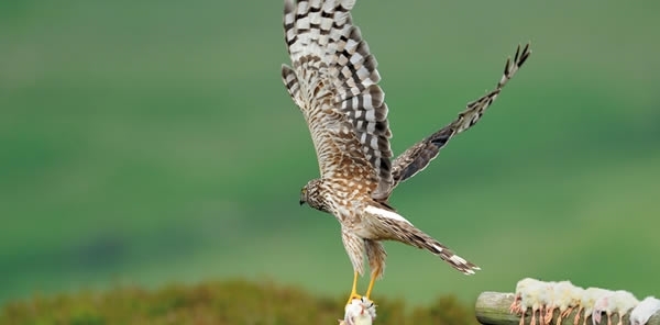 Hen Harrier