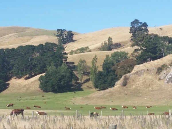 Grasslands Dry Out In Summer