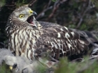 Hen harrier brood management - 7 reasons to be positive