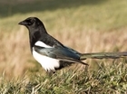 Corvid control can improve fledging success of farmland hedgerow-nesting birds