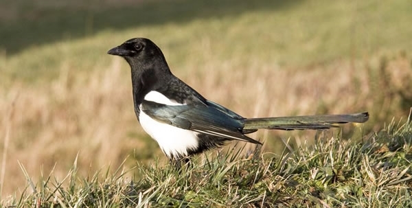 Magpie -2-wwwdavidmasonimagescom Magpie -2-wwwdavidmasonimagescom