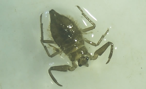 Water Scorpion (Nepa Cinerea ) In The Ditch Samples