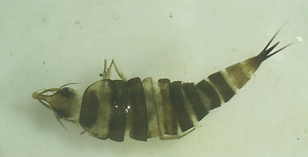 Aquatic Beetle Larvae