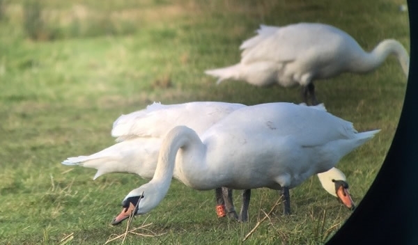 Mute Swans