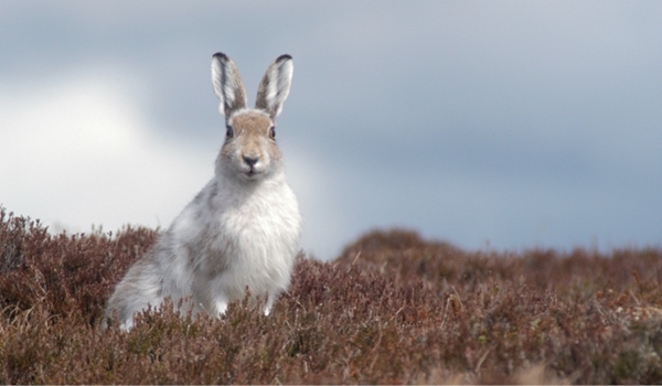 Mountain _hare _2_Scott _Newey