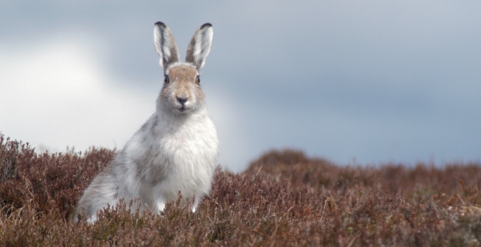 National mountain hare survey project launched
