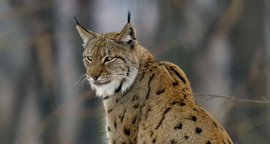 Lynx