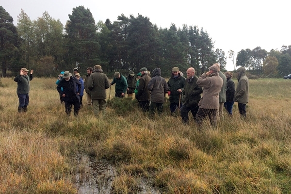 Lowland bog formation