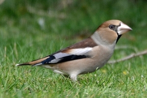 Hawfinch