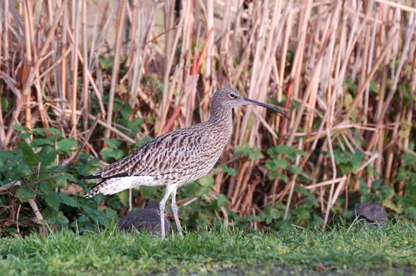 Curlew Close Up Curlew Close Up