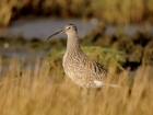 Primary school pledges support to declining bird