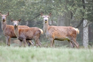 The venison evening will include a talk about "deer and their challenges" from GWCT advisor Austin Weldon. Photocredit: Peter Thompson, GWCT