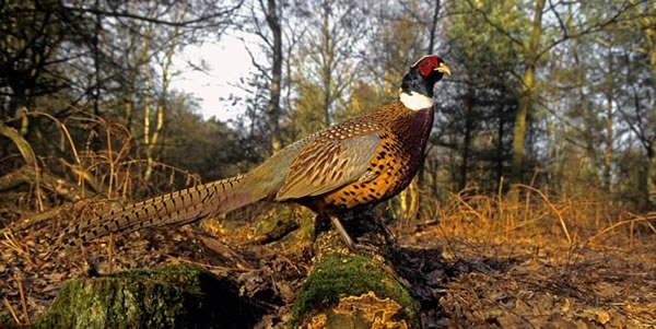 Pheasant Pheasant