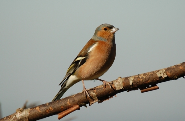 Chaffinch Chaffinch