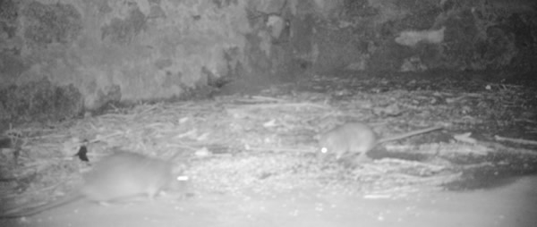 Rats