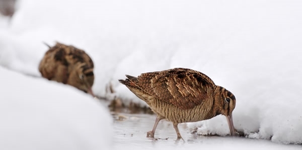 Woodcock Woodcock