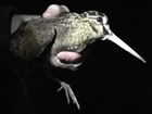 One new bird, three familiar faces