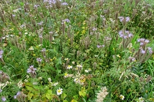 Balgonie mix