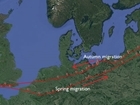 How GPS loggers are helping our woodcock research