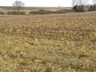 The agricultural benefits of cover crops - a research update